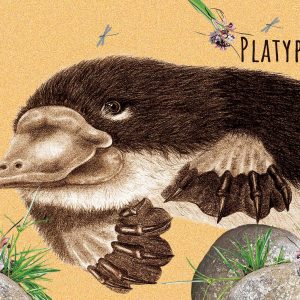 Platypus Puzzle