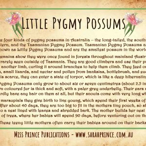 Pygmy Possum Puzzle